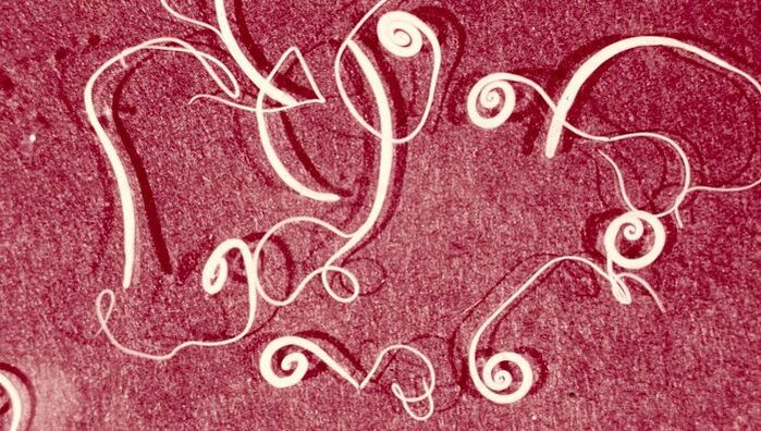 Trichinella