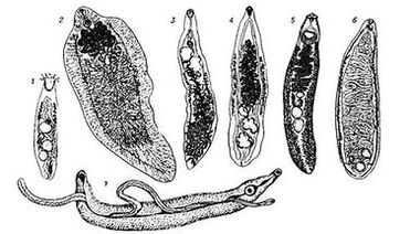 Trematodes (płaskie robaki)
